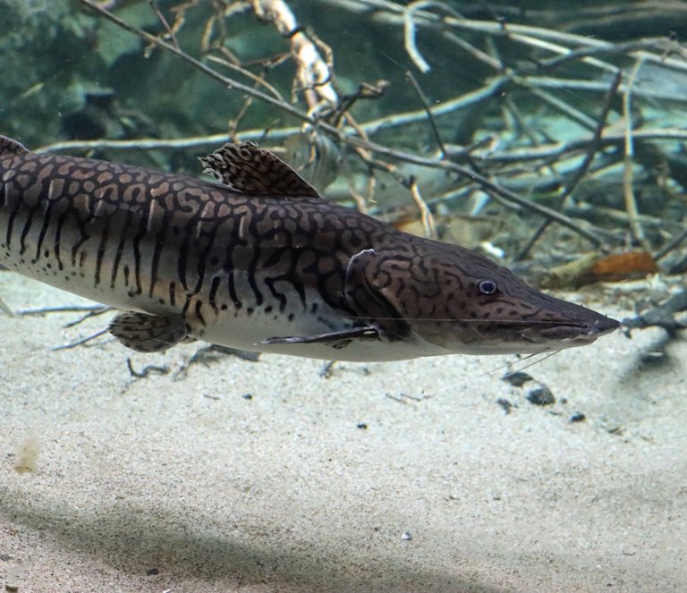 Barred Sorubim Catfish