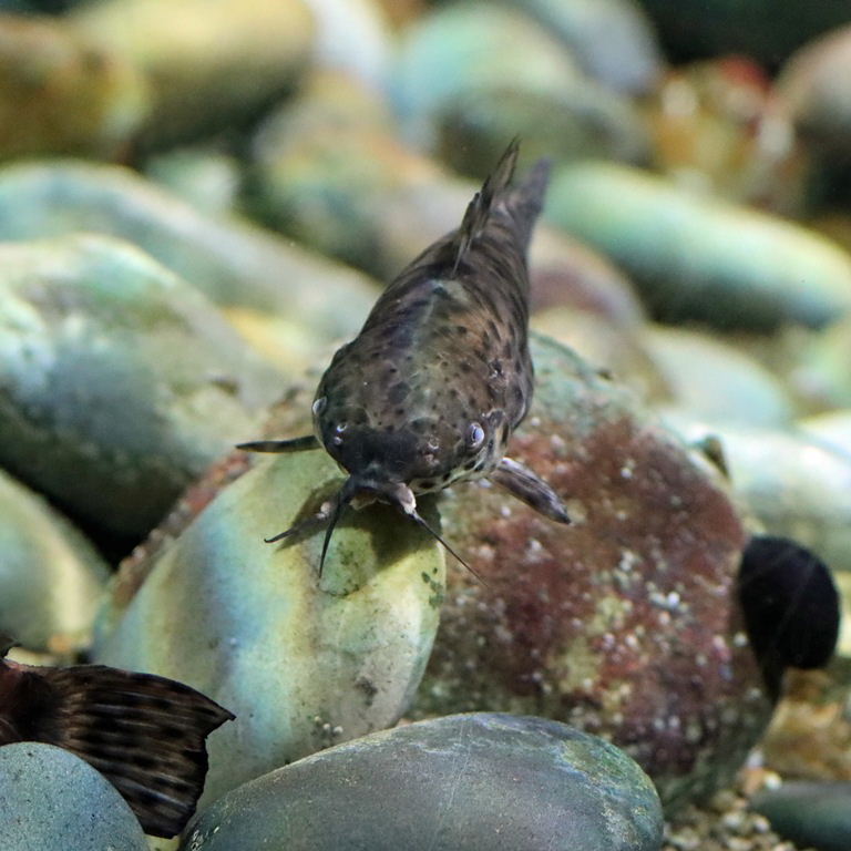 Spotted Hoplo Catfish