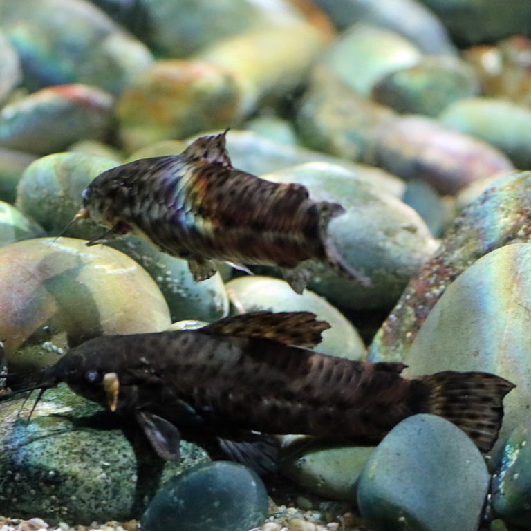 Spotted Hoplo Catfish