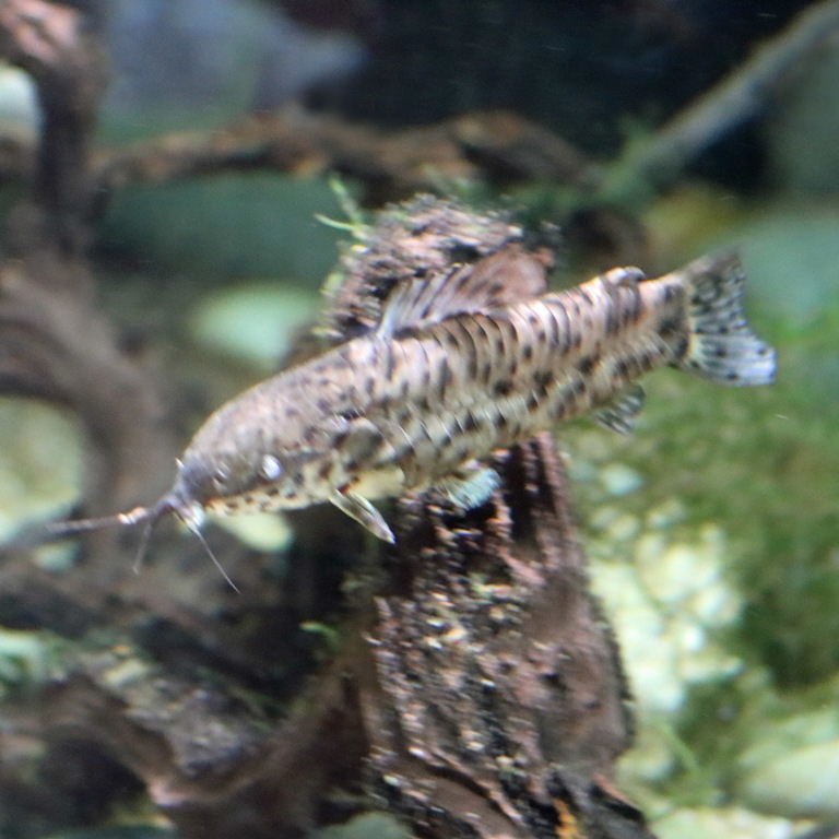 Spotted Hoplo Catfish