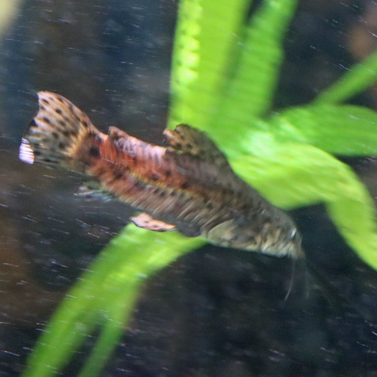 Spotted Hoplo Catfish