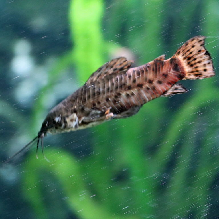 Spotted Hoplo Catfish