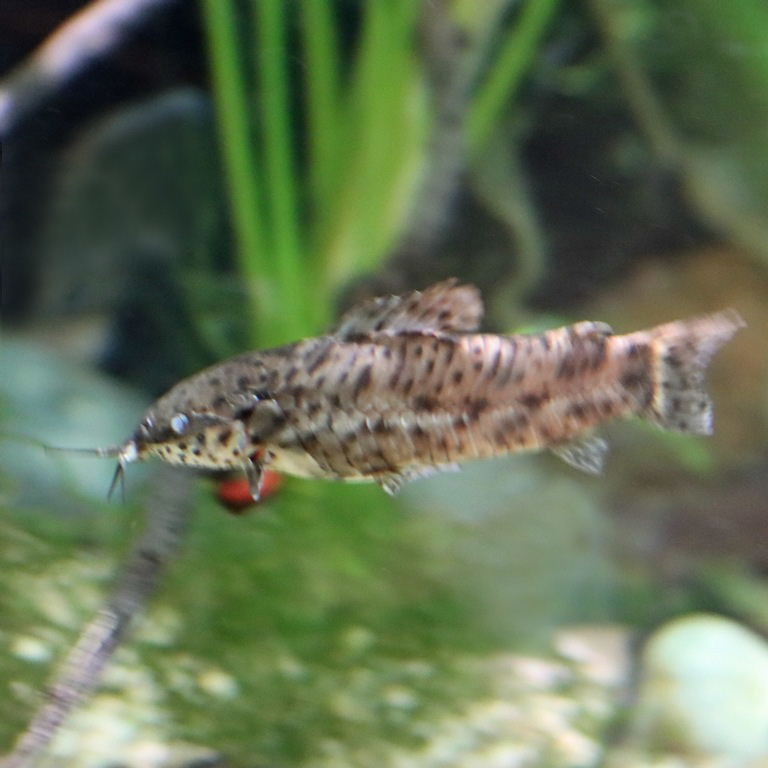 Spotted Hoplo Catfish