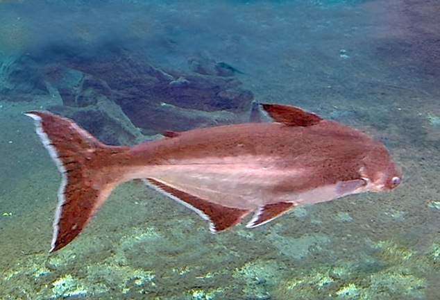 Iridescent Shark Catfish