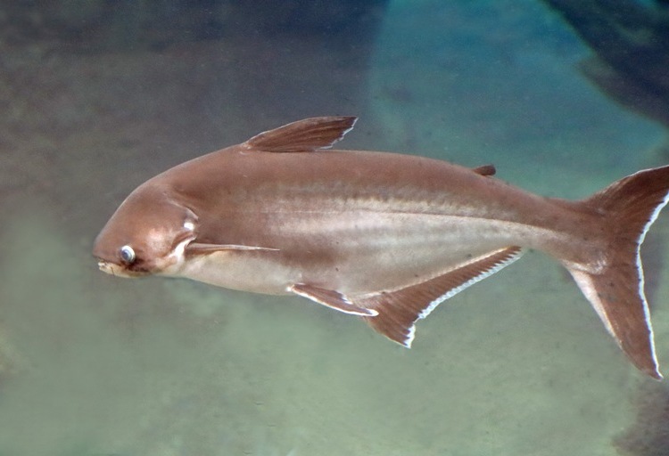 Iridescent Shark Catfish