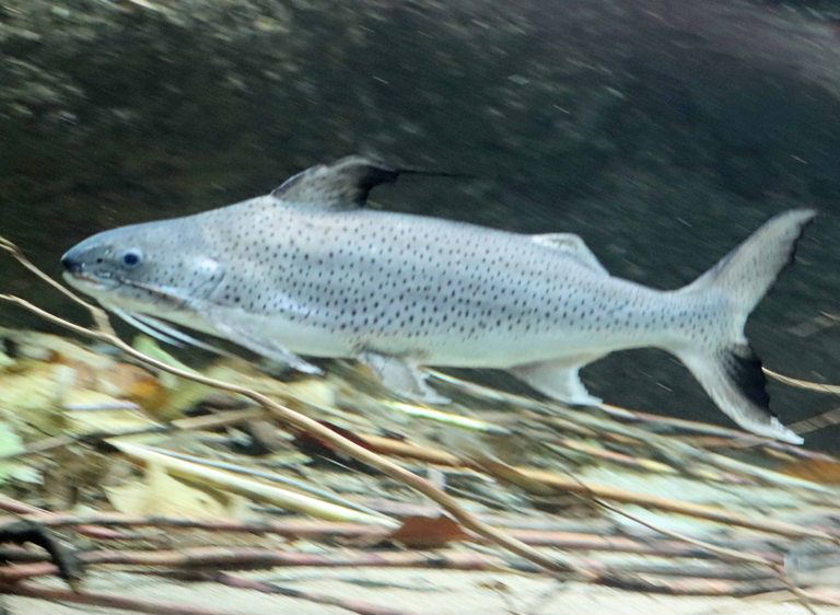 Lince Catfish