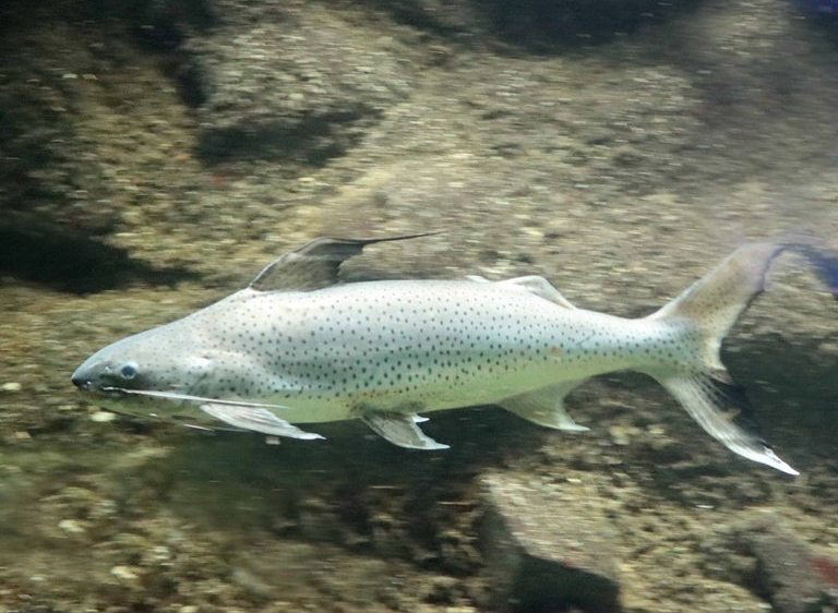 Lince Catfish