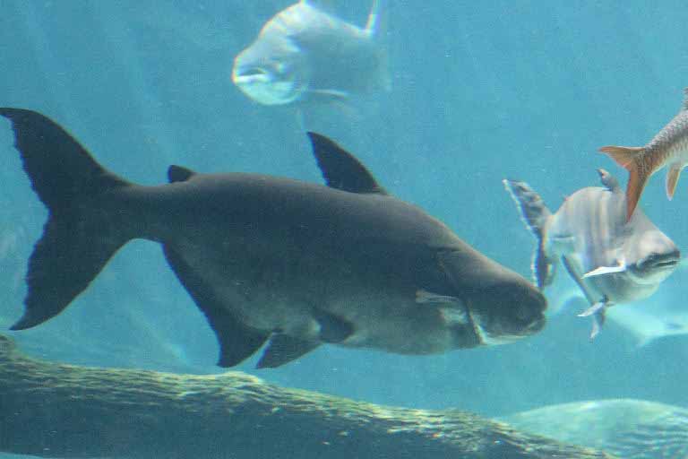 Mekong Giant Catfish