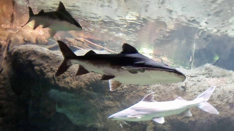 False Piraiba Catfish