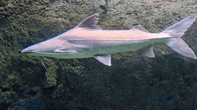 False Piraiba Catfish