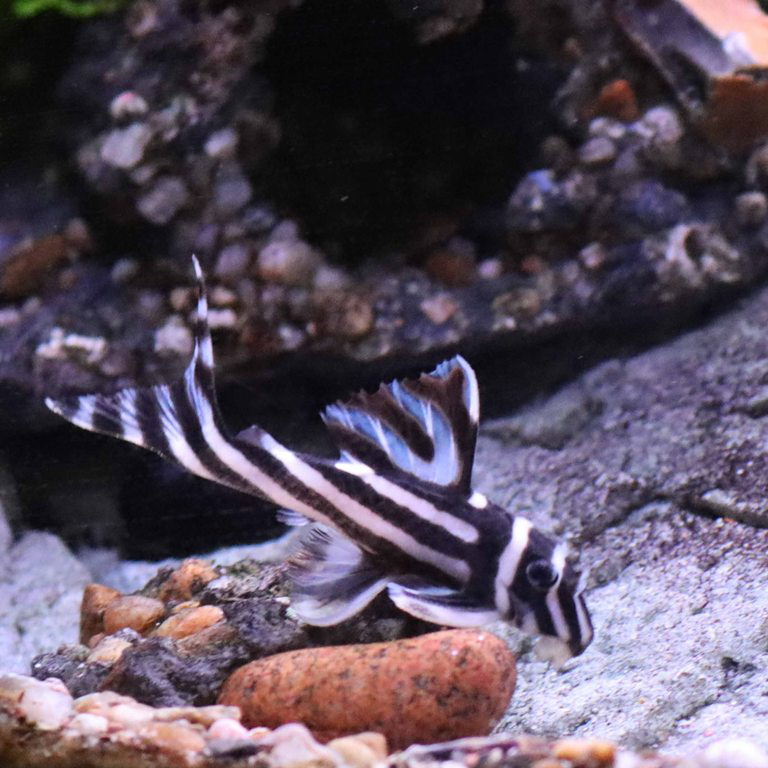 Zebra Pleco