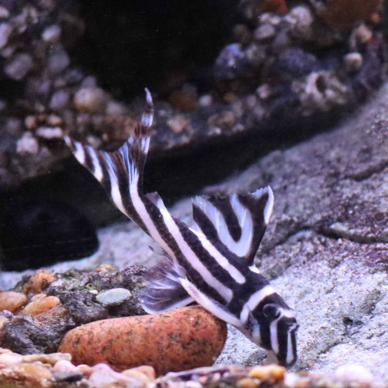 Zebra Pleco