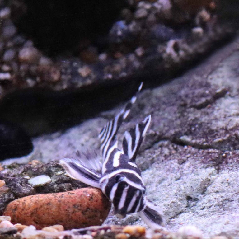 Zebra Pleco