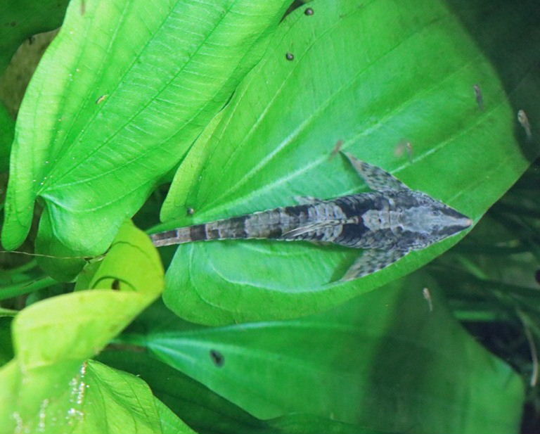 Giant Whiptail Catfish