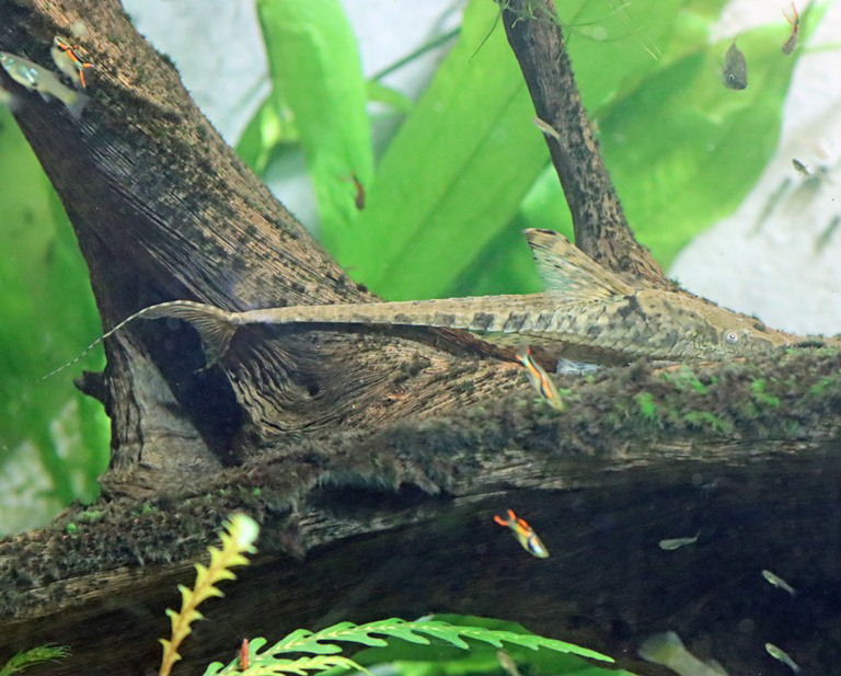 Giant Whiptail Catfish