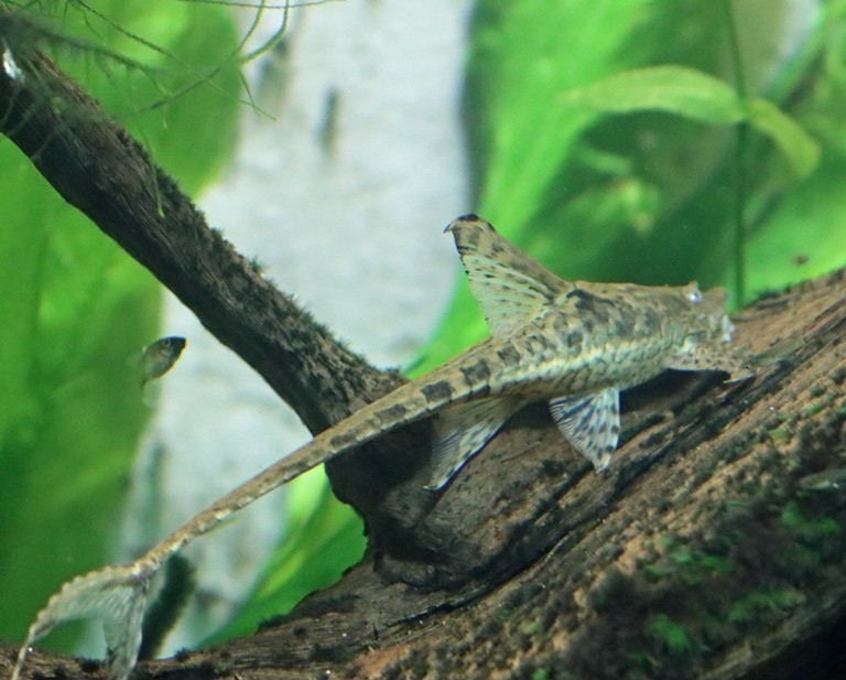 Giant Whiptail Catfish