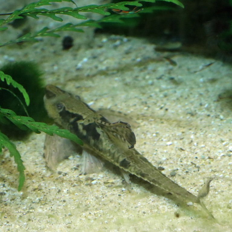 Giant Whiptail Catfish