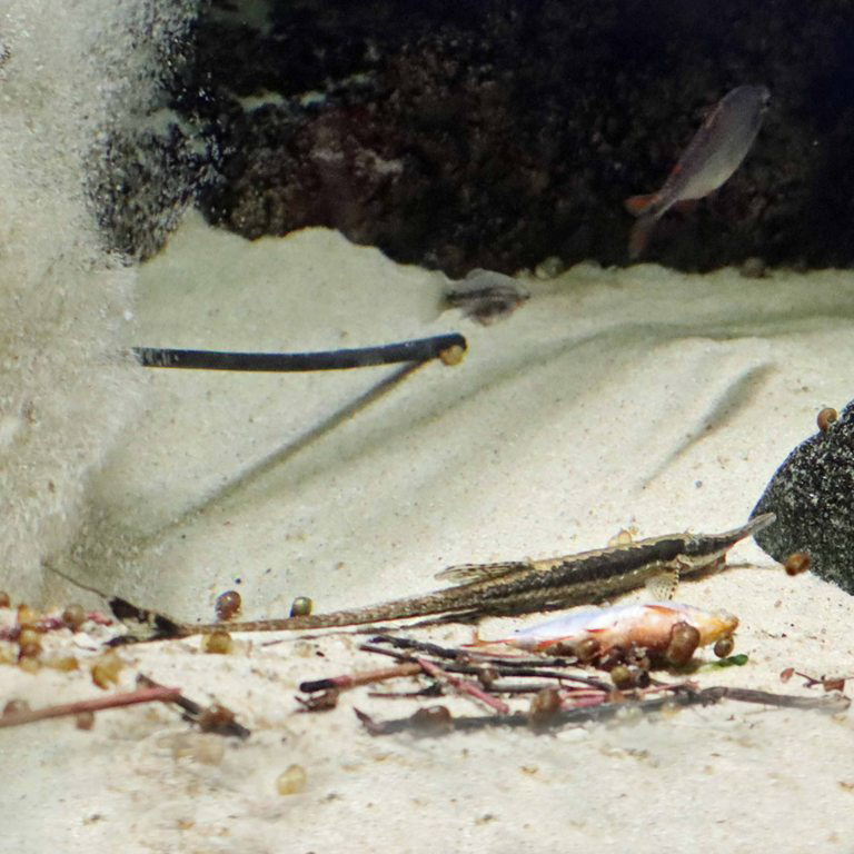 Vittata Twig Catfish