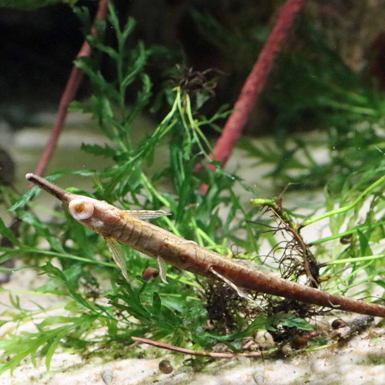 Vittata Twig Catfish