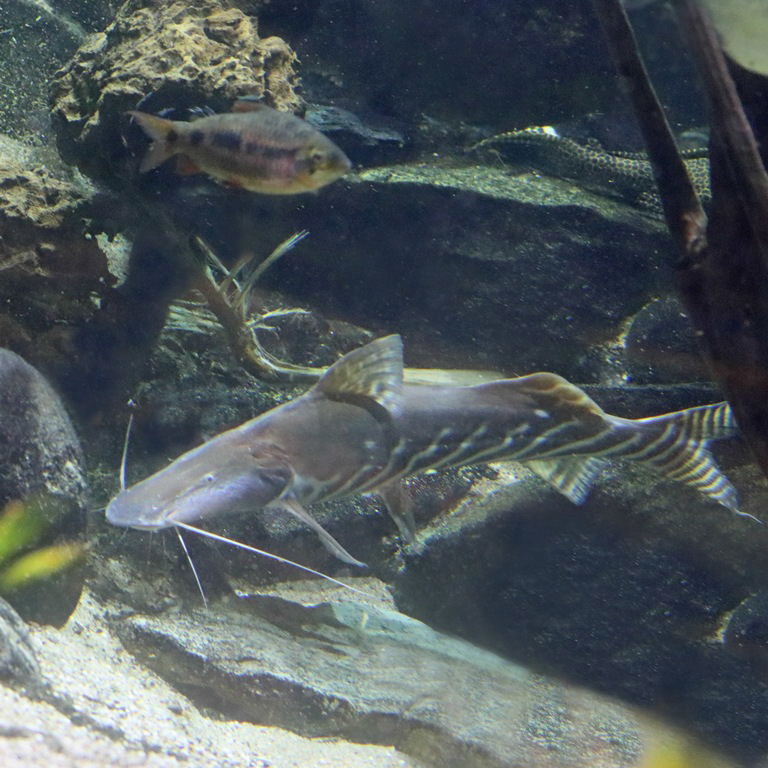 Zebra Shovelnose Catfish