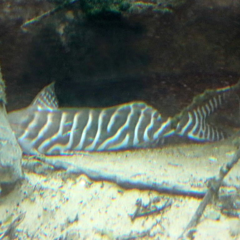 Zebra Shovelnose Catfish