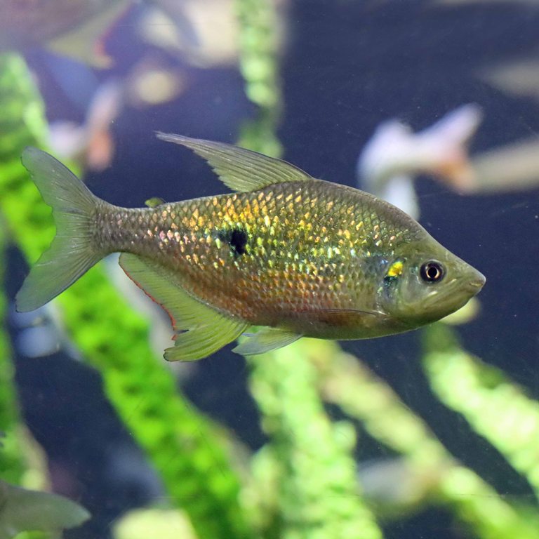 Rainbow Characin