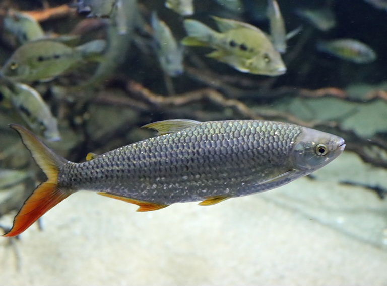 Nile Tetra