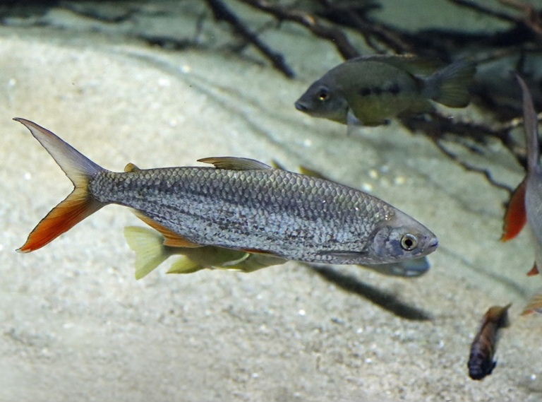Nile Tetra