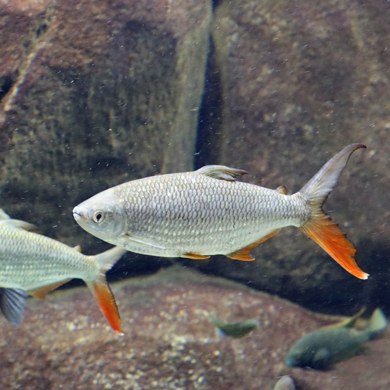 Nile Tetra