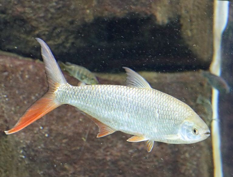 Nile Tetra