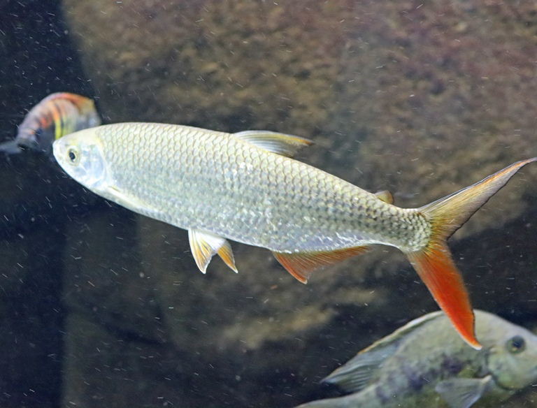 Nile Tetra