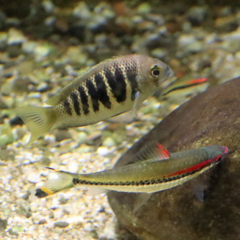 Canara Pearlspot Chromide