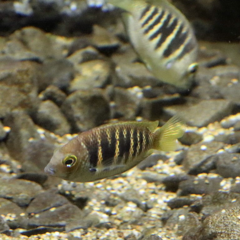 Canara Pearlspot Chromide