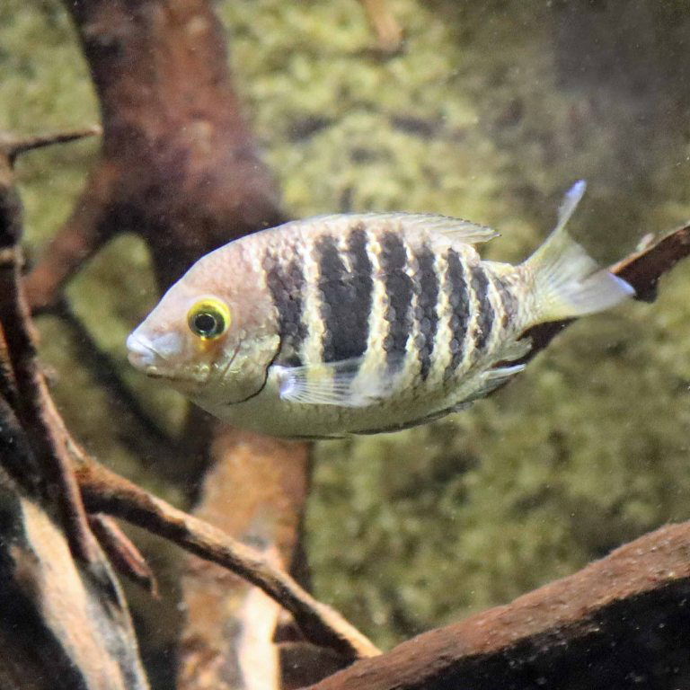 Canara Pearlspot Chromide