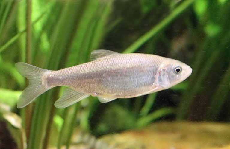 Kao-ping Chub