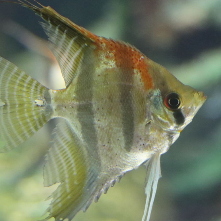 Altum Angelfish