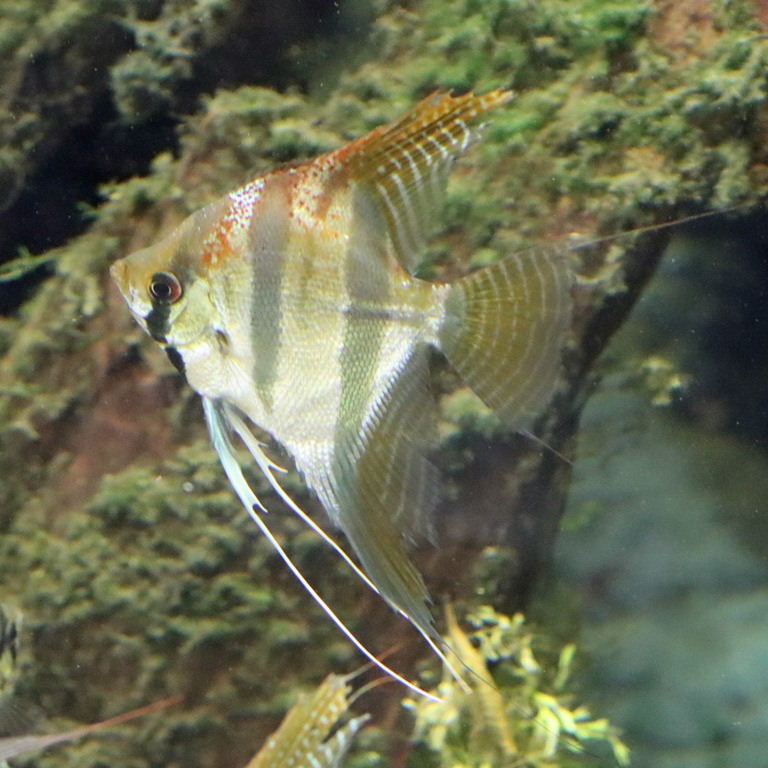 Altum Angelfish