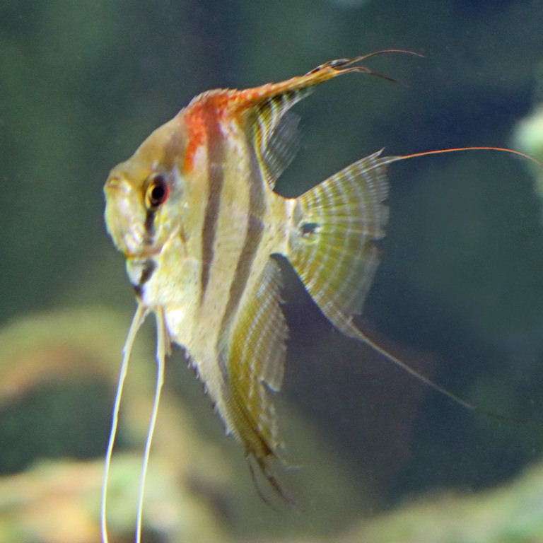 Altum Angelfish
