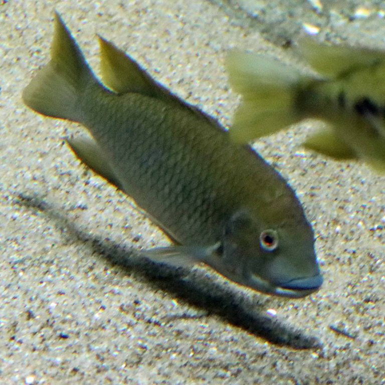 Barombi Yellowfin Cichlid