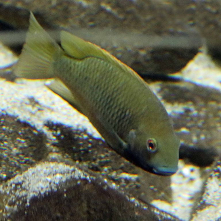 Barombi Yellowfin Cichlid