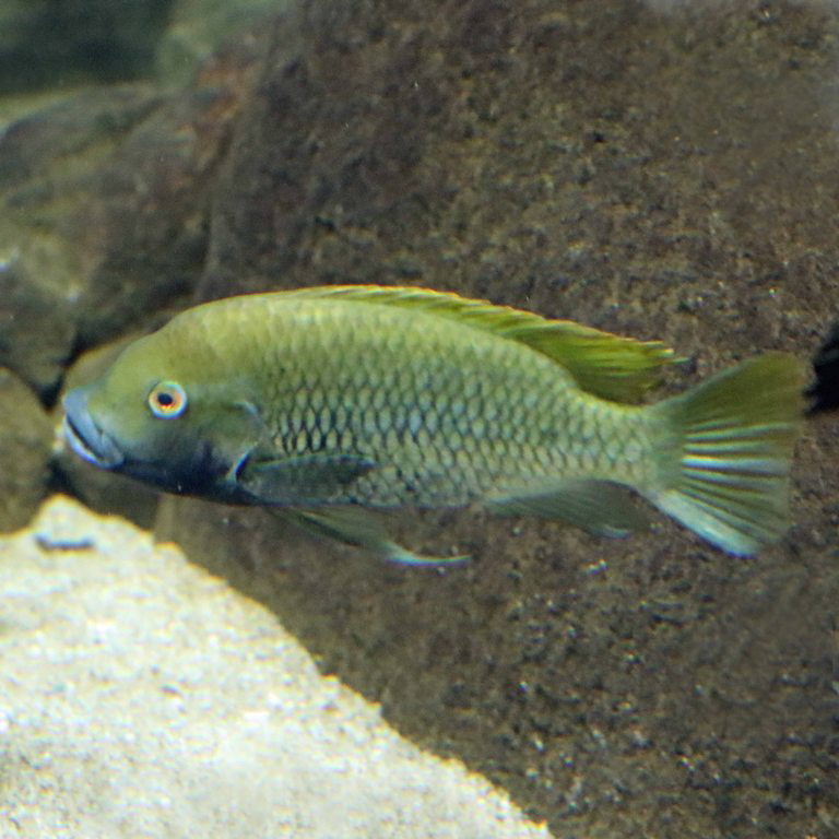 Barombi Yellowfin Cichlid