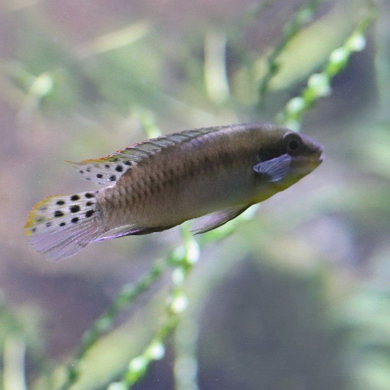 Enigmatochromis lucanusi Cichlid
