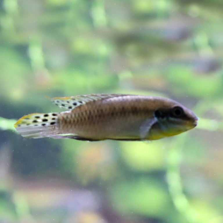 Enigmatochromis lucanusi Cichlid