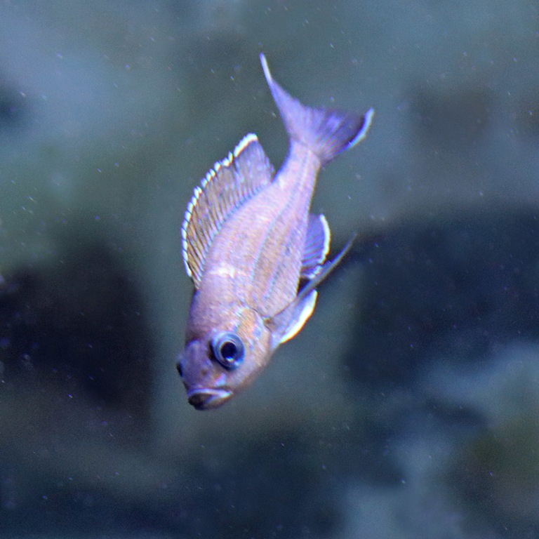 Blue Neon Cichlid
