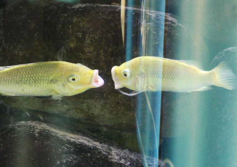Unga Cichlids