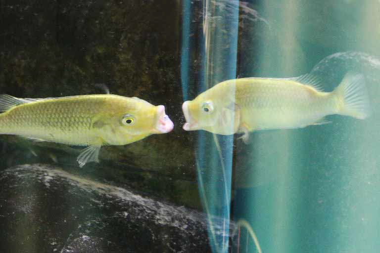 Unga Cichlids