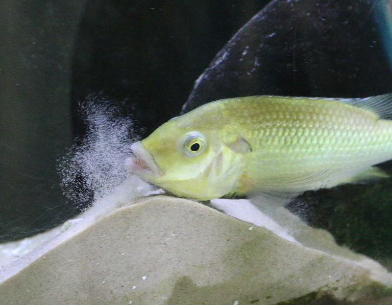 Unga Cichlid smoking