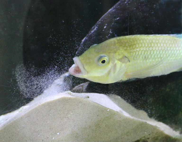 Unga Cichlid smoking