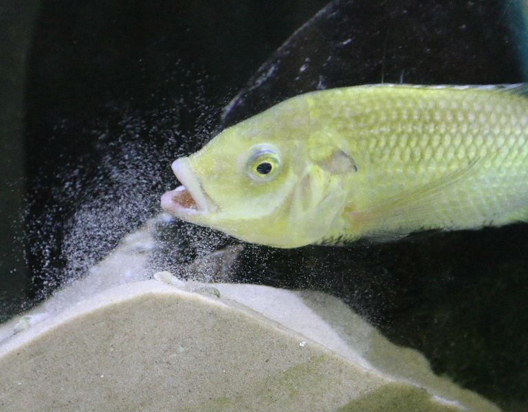 Unga Cichlid smoking