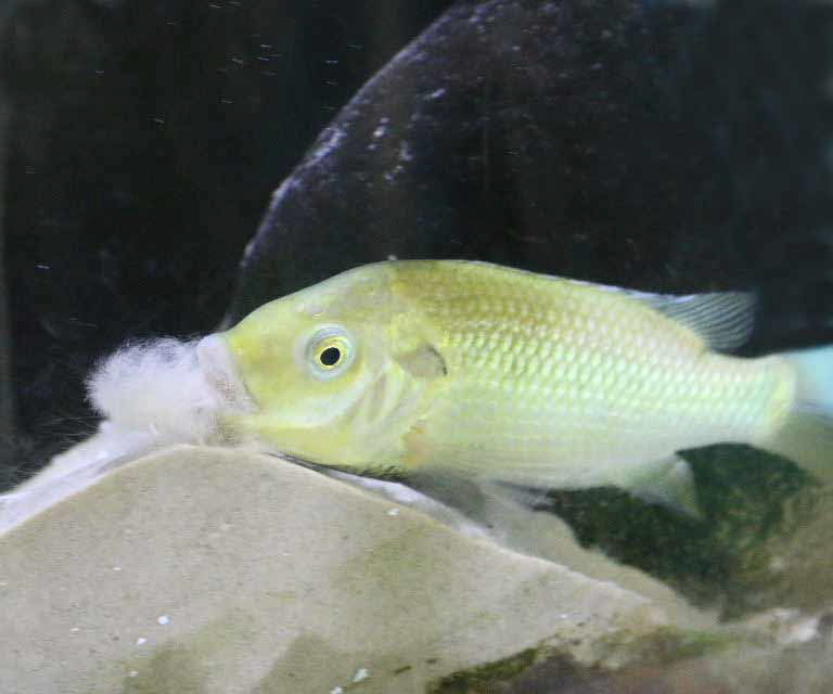 Unga Cichlid earth-eating